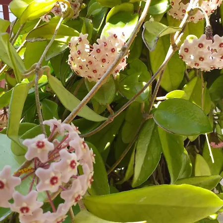 Apartment Levak - Apt. 2 Pjescana Uvala