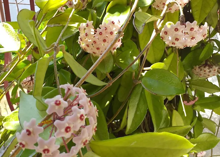 Apartament Levak - Apt. 2 Pjescana Uvala