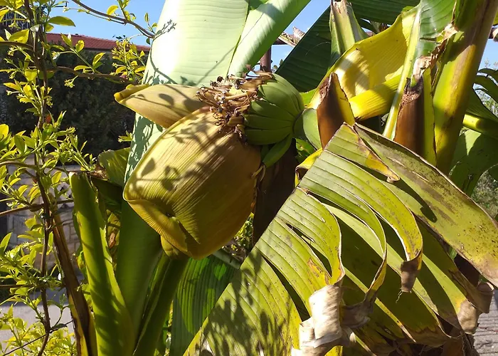 Levak - Apt. 2 Pjescana Uvala