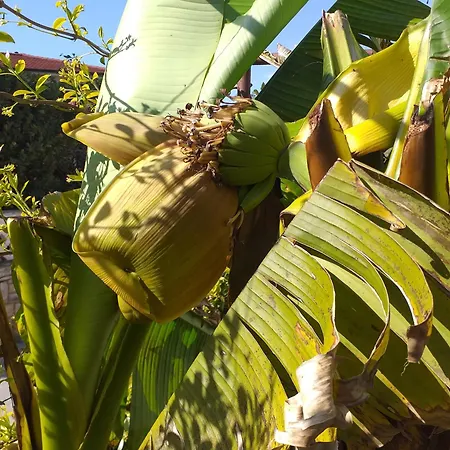 Levak - Apt. 2 Pjescana Uvala